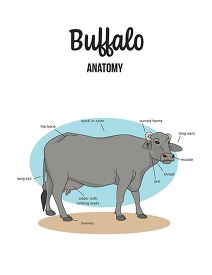 buffalo female anatomy labeled clipart