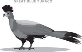 burundi-national-bird-great-blue-turaco gray color