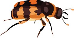 burying beetle insect clipart