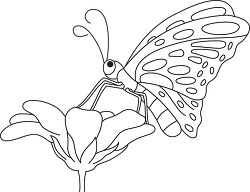 butterfly lands on flower black white outline clipart