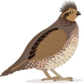 California valley quail clipart