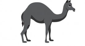 camel gray color 2
