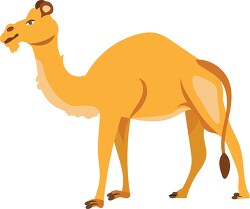 camel standing on all fours illustration clipart