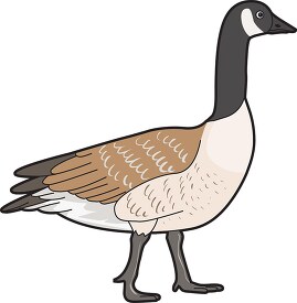 canadan goose clipart