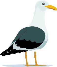 cape gull bird clipart