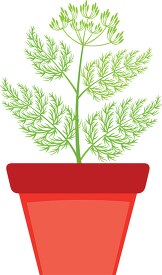 caraway growing in planter herb clipart