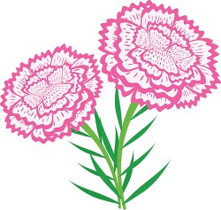 carnation flowers with stems clipart