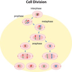 cell division phases interphase prophase metaphase anaphase