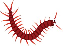 centipede insect clipart