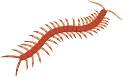 centipedes arthropod clipart