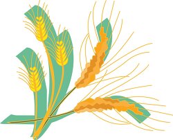 cereal grass wheat clipart 2
