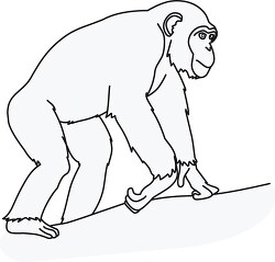 chimpanzee walking 02 outline