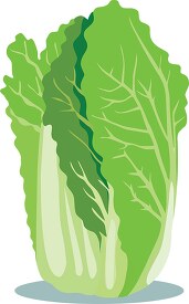 chinese cabbage clipart image