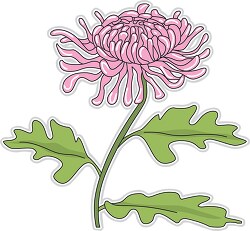 chrysanthemum flower 306