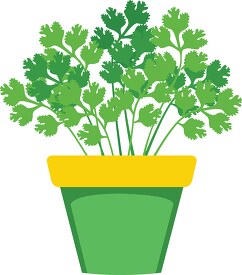 cilantro growing in planter herb clipart