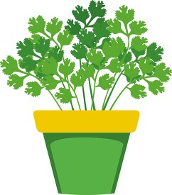 cilantro growing in planter herb clipart