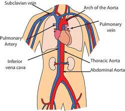 circulatory system diagram 1219