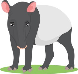 clipart herbivore mammal tapir animal