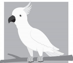 cockatoo bird gray clipart