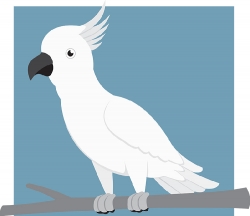 cockatoo bird gray color clipart