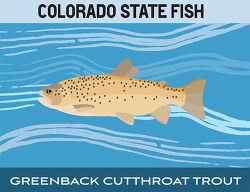 colorado state fish greenback cutthroat rout clipart image
