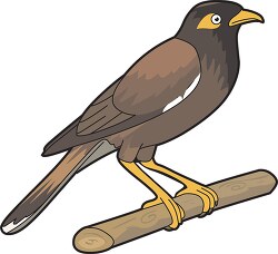 common myna bird clipart