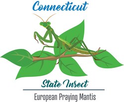 connecticut state insect  european praying mantis vector clipart