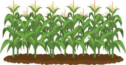 corn field clipart