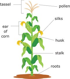 corn plant structure clipart illustration 6818