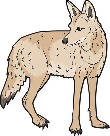 coyote animal clipart