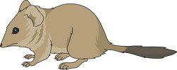 crest tailed marsupial mouse clipart