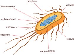cross section of bacteria e coli illustrated clipart