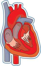 cross section of human heart anatomy clipart