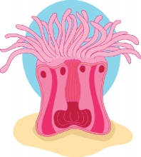 cross section sea anemone