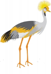 crown-crested-crane-burundi gray color