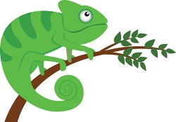 cute green chameleon reptile clip art illustration