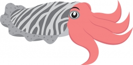cuttlefish gray color sea animal gray color