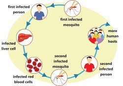 cycle of malaria infection clipart