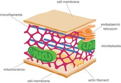 cytoskeleton cell membrane clipart