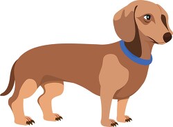 dachshund dog breed clipart