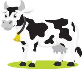 dairy cow with gold bell gray color
