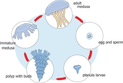 diagram jellyfish life cycle egg planula medusa