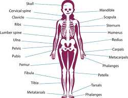diagram of anatomical position skeleton system female human anat