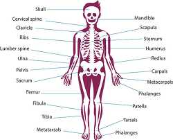 diagram of anatomical position skeleton system male human anatom