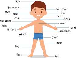 diagram of male child boy front body parts human anatomy clipart