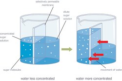 diagram of osmosis and semi permeable membrane illustration