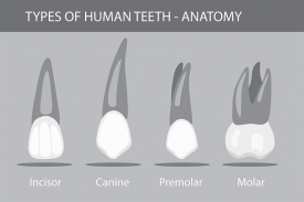 different types of teeth human anatomy gray color