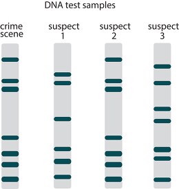 DNA fingerprinting clipart