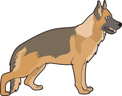 dog breed german shepherd
