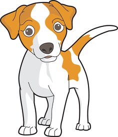 dog breed jack russell terrier
